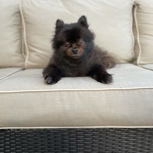 Meet your Posher, Bonnie